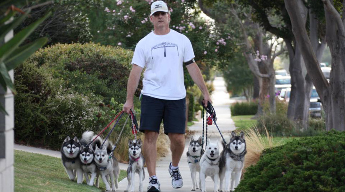 alaskan-klee-kai-being-walked